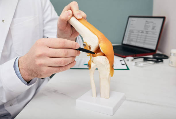 Traumatologist pointing pen to meniscus in a knee-joint anatomical teaching model, close-up. Human torn meniscus treatment concept